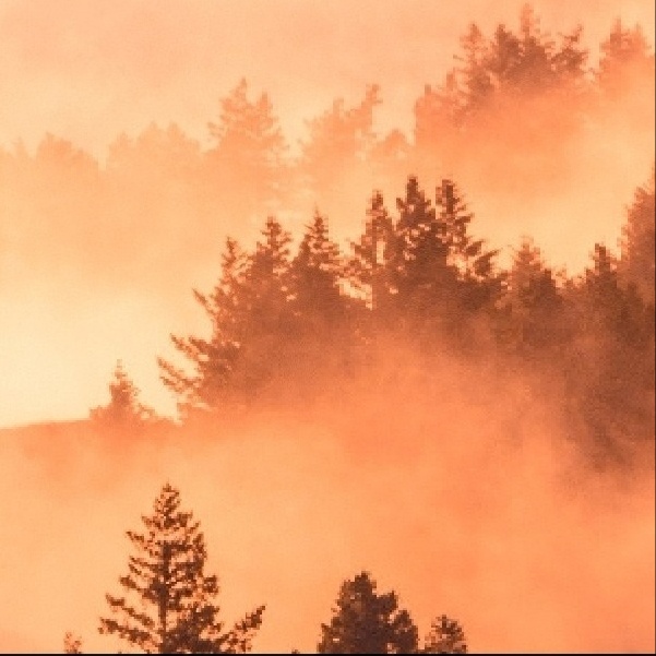 Dina El Masri, LPC Associate